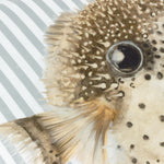 Animal Multi Cushions - Salcombe Pufferfish Piped Cushion Cover Multicolour Evans Lichfield